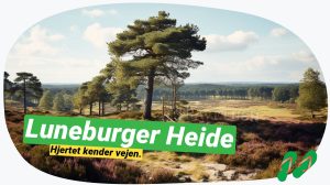 Lüneburger Heide: Tysklands skjulte naturskat