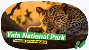 Yala Park: Spot leoparder på verdens bedste sted!